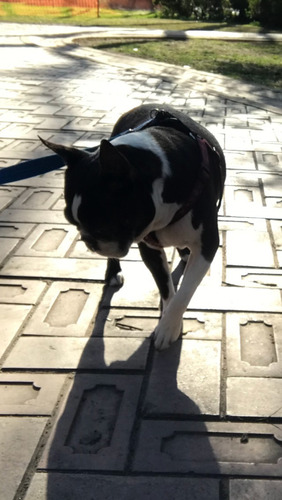 Imagen 3 de 7 de Boston Terrier Doy En Adopción