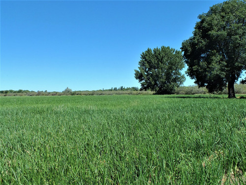 Campo 96ha, Luis Beltrán, Río Negro, Patagonia, Costa De Río.