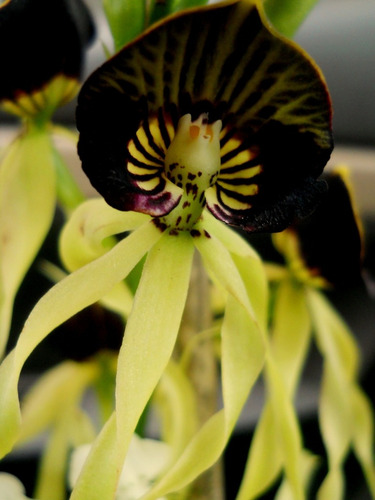 150 Semillas De Orquidea Pulpo + 1kg De Sustrato