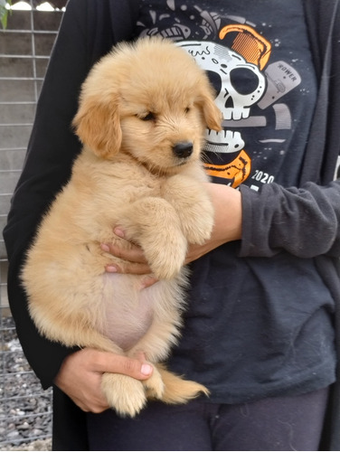 Cachorros Golden Retriever 