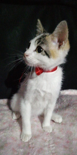 Preciosa Gatita En Adopcion