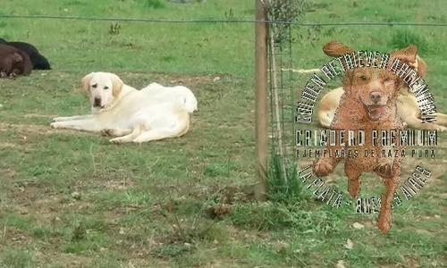 Cachorros Labrador Puros Criadero Golden Retriever Argentina