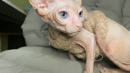 Gato Sphynx Con Pedigree Sin Castrar