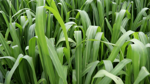 Sementes De Capim Miyagy ( 20 Kg Para 3 Hectares)