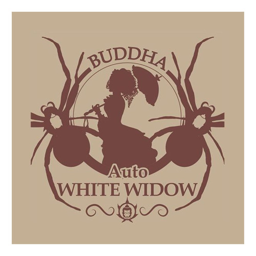 Buddha Auto White Widow Classic X3 Buddha Seeds