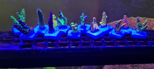 Acroporas Corales Sps Paquete 6 Frags