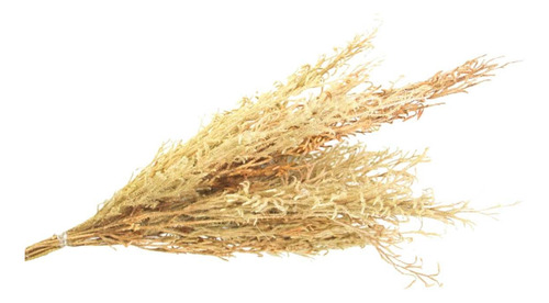 Capim Pé De Sapo Natural Flor Desidratada Buque Flores Secas