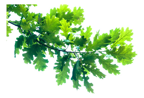 Roble Para Bonsai