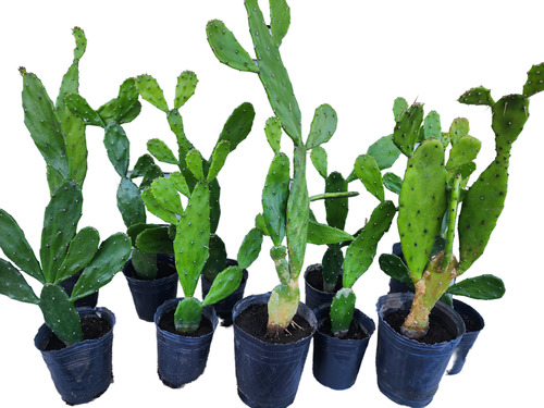 Cactus Opuntia Nopal De 45 Cms. - Lote De 3 - Super Oferta!!