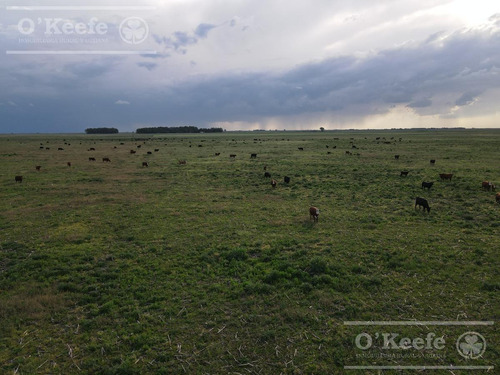 Imagen 11 de 18 de Campo 444 Has Ganadero Con 20% Aptitud Agrícola - A 3 Km De Ruta - General Lamadrid