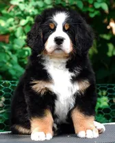 Comprar Cachorros Boyero De Berna Puros En Área Canina Cachorros