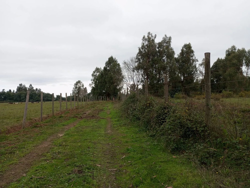 Vendo 3,56 Ha De Terreno, Especial Para Cultivo De Avellano,