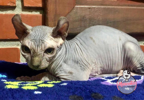 Espectaculares Gatos Esfinge Sphynx Mascotas En Medellín
