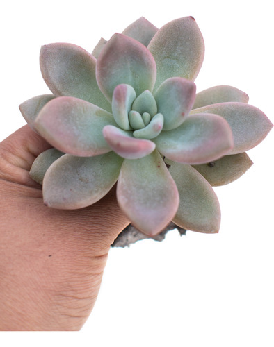 Graptoveria Opalina Suculenta Colección N° 11