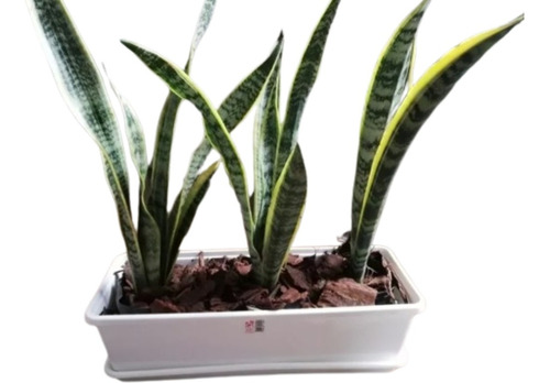 Planta Sansevieria Lengua De Suegra + Maceta 