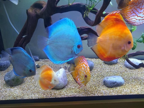 Imagen 4 de 5 de 10 Kg Arena Silica Grano Oro Acuario Decoración Pecera Ofert
