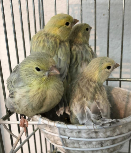 Pack Nido Canarios , 2 Cubrenidos, Maple Y Huevos Plásticos