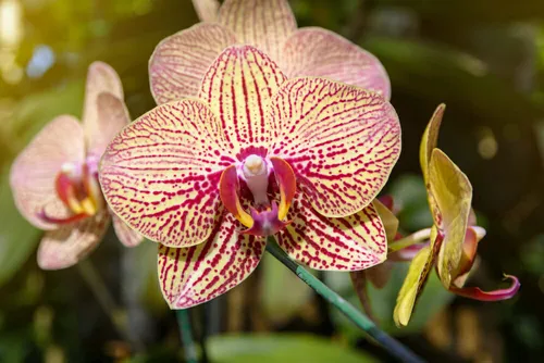 Orquídea Phalaenopsis Premium - Orquídea Mariposa