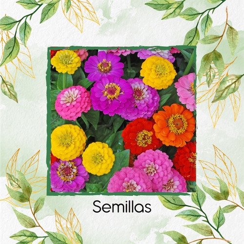 35 Semillas Flor Zinnia Enana Mezcla + Obsequio Germinación