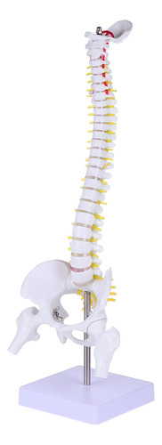 Training Spine Model Para Todo El Cuerpo