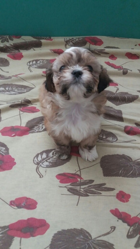 Imagem 5 de 5 de Shih Tzu Macho