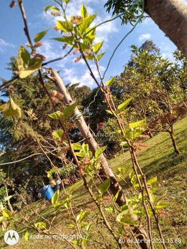 Imagem 3 de 29 de Chácara Com 3 Dormitórios À Venda, 1342 M² Por R$ 265.000,00 - Zona Rural - Munhoz/mg - Ch0155