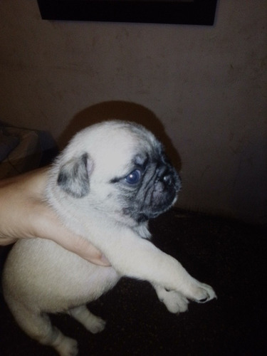 Imagen 3 de 9 de Cachorros Pug Carlinos
