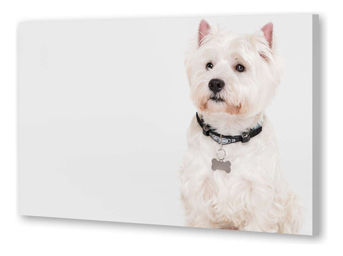 Cuadro 40x60cm Perros 9 Perro Blanco Collar