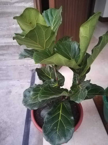 Ficus Lyrata 