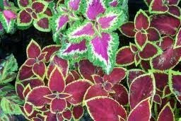 Coleos Mixtos 20 Semillas Flor Jardín Media Sombra Sdqro2