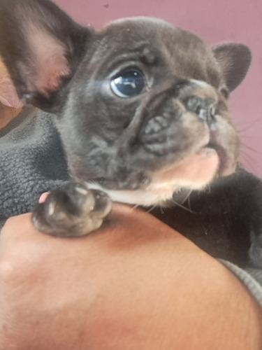 Buldog Frases 48 Días Listo Para Entregar Solo Me Queda Uno