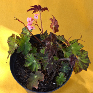 Planta Begonias | MercadoLibre ?