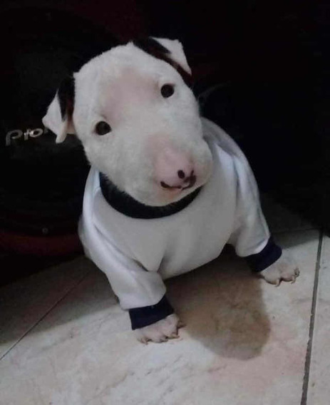 Cachorros Pit Bul Terrier Ingles Mercadolibre Com Ar Cachorros Pit Bul Terrier Ingles Mercadolibre Com Ar