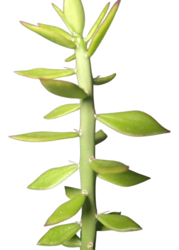 Planta Pereskiopsis Diguetii / Cactus Para Injertos
