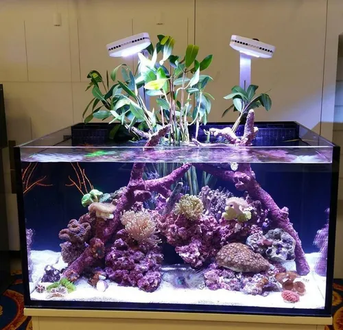 Mangle Rojo 20 A 45 Cm - Acuario Marino