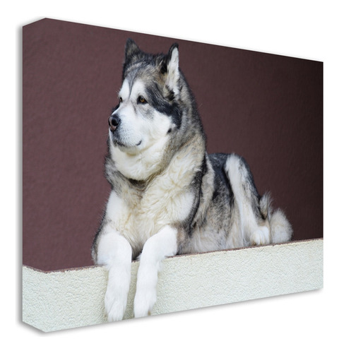 Cuadro Canvas Alaska Malamute Animales Bastidor 60x40 Md98