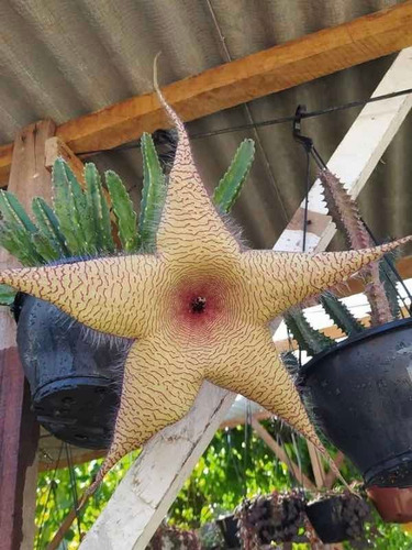 Stapelia Gigantea Fedorenta Flor Fedor Huernia/orbea/piarant | Parcelamento  sem juros