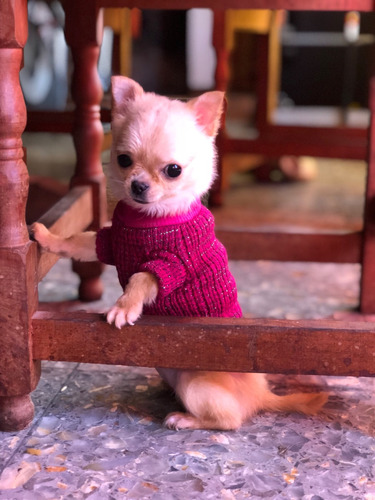 Chihuahua Ultra Mini Hembra De Bolsillo Real