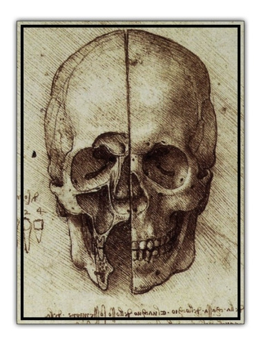 Poster Crânio Humano 40x50cm Arte Leonardo Da Vinci