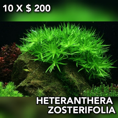 Heteranthera Zosterifolia Planta Natural Acuario Plantado 