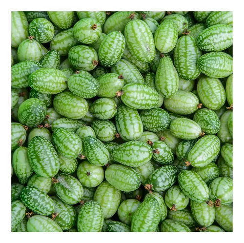 Seed Needs, Semillas De Pepinillo Agrio Mexicano Para Planta