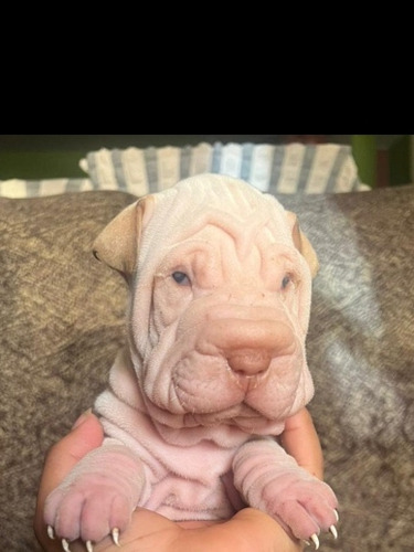 Cachorros Sharpei 