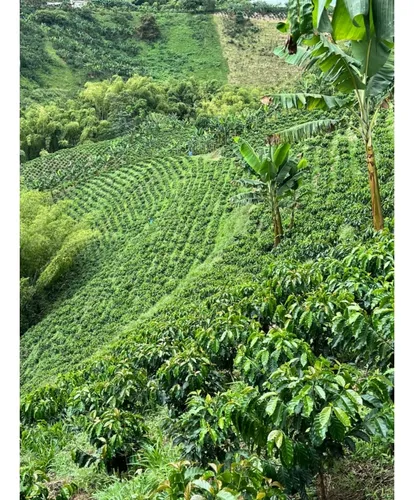 Se Vende Finca Cafetera Tecnificada En Armenia - Quindío