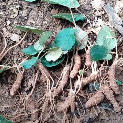 Chá De Carapiá - Dorstenia Brasiliensis L. - 50g