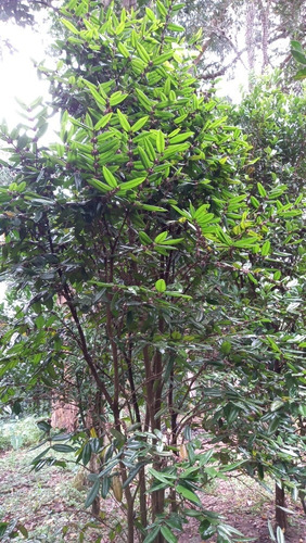 Vendo Chácara Na Estrada Da Agua Limpa 914