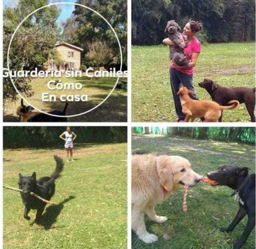 Guardería Canina Sin Caniles Como En Casa