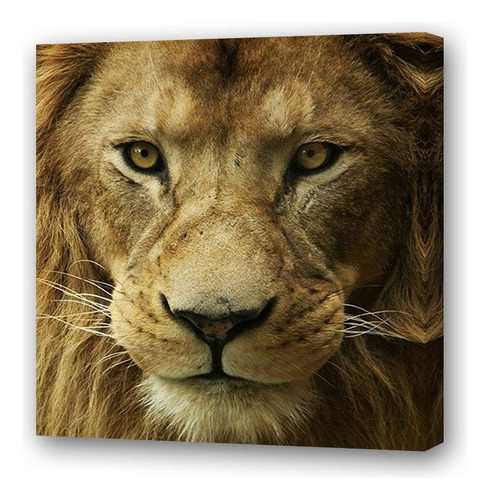 Cuadro 60x60cm Leones A2 Leon Frente Feroz M1