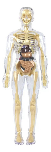 V Modelo De Torso De Corpo Humano Para Anatomia Infantil Mod