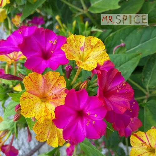 Flor Maravilha Mirabilis Jalapa Boa Noite Ideal Para Jardins | MercadoLivre