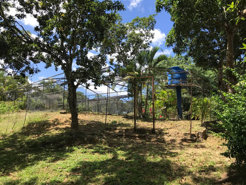 Imagen 18 de 19 de Finca De Limon Caucagua Miranda Sector Rio Negro Municipio Acevedo